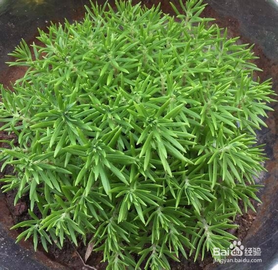 垂盆草的养殖方法和注意事项