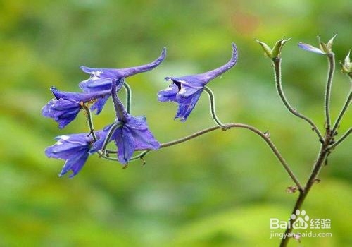 翠雀的养殖方法和注意事项