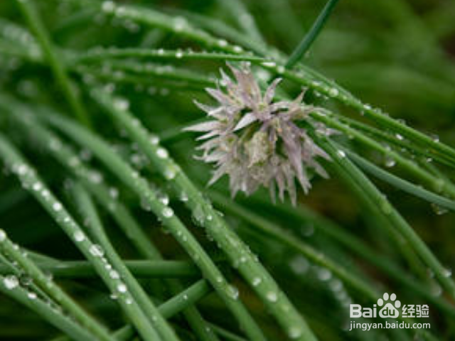 薤白对人有哪些好处？
