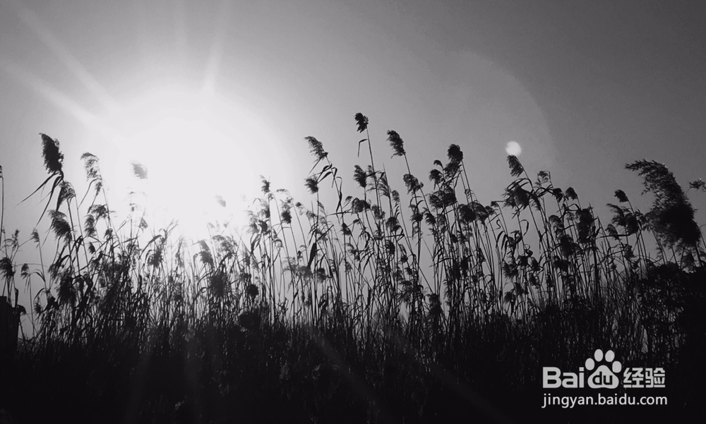 虚化与黑白，手机摄影技巧解读