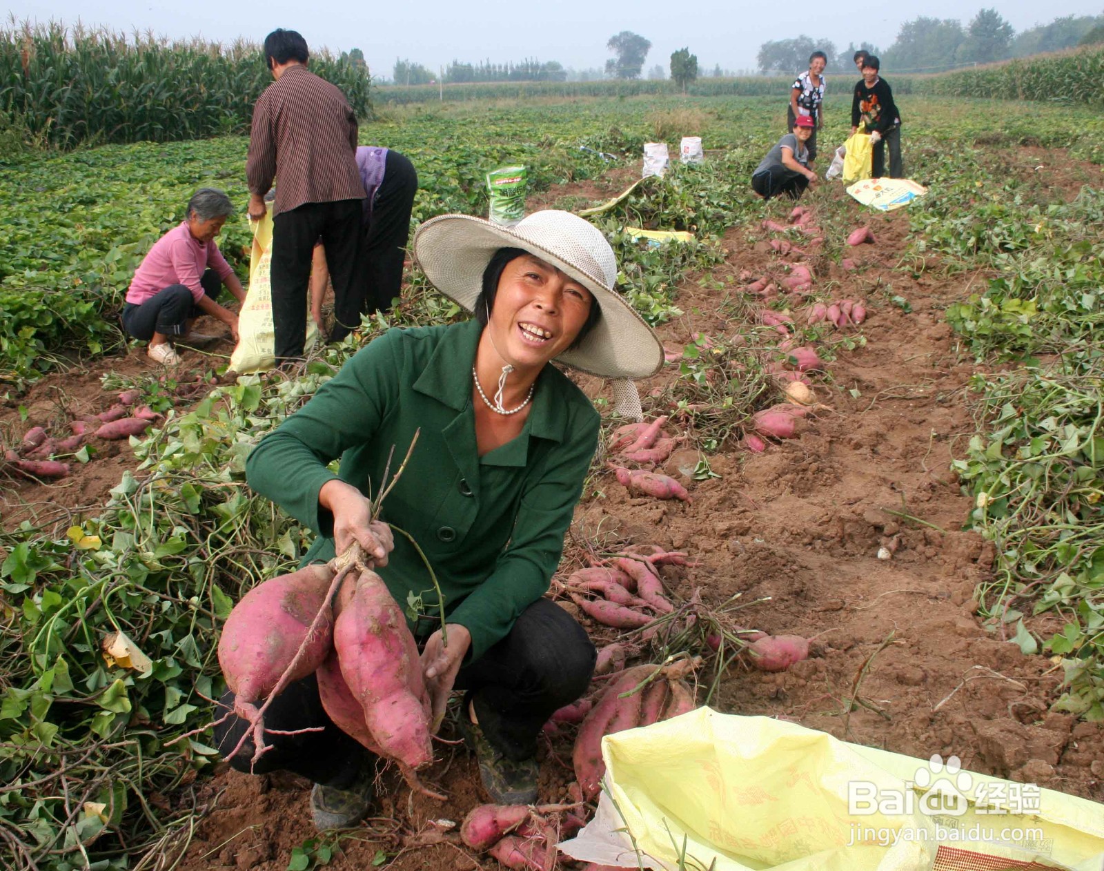 农村股权证股份是怎么分的
