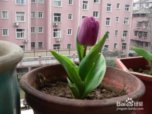 如何养护郁金香？