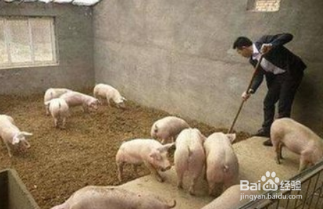 猪病毒性腹泻怎么治疗?