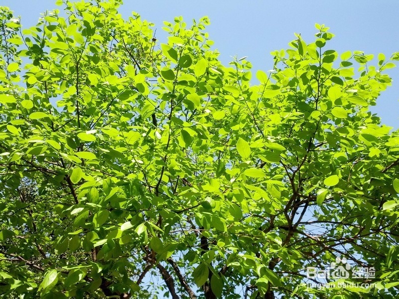 去除黄褐斑的简单方法