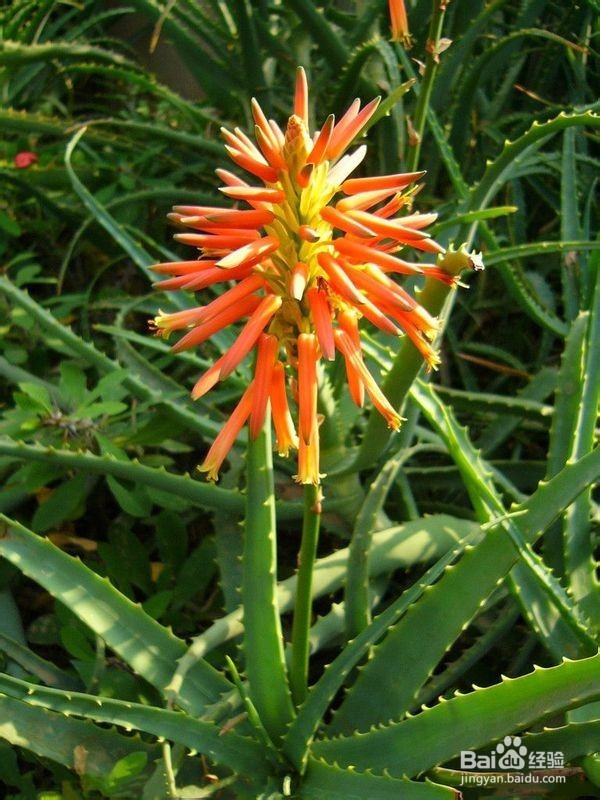 吃的好脸自然好