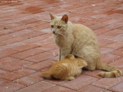 怎样区别家猫&流浪猫