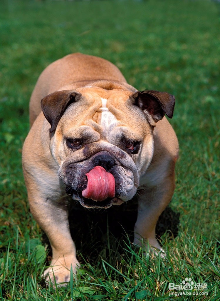 抒写英国最色彩斑斓的一页篇章