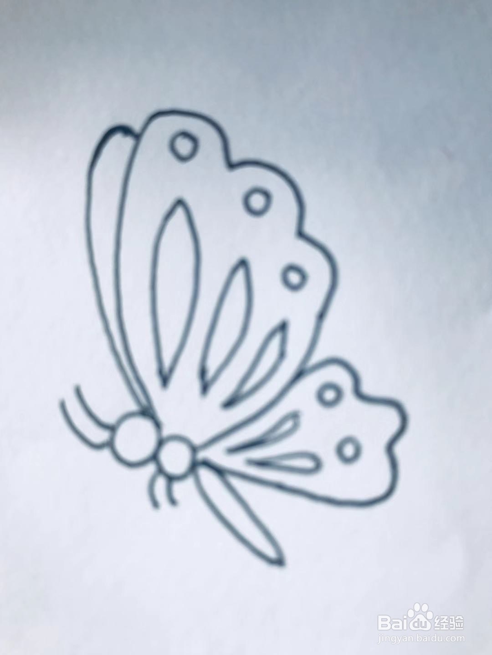 小阔条纹蝶手绘简笔画图片
