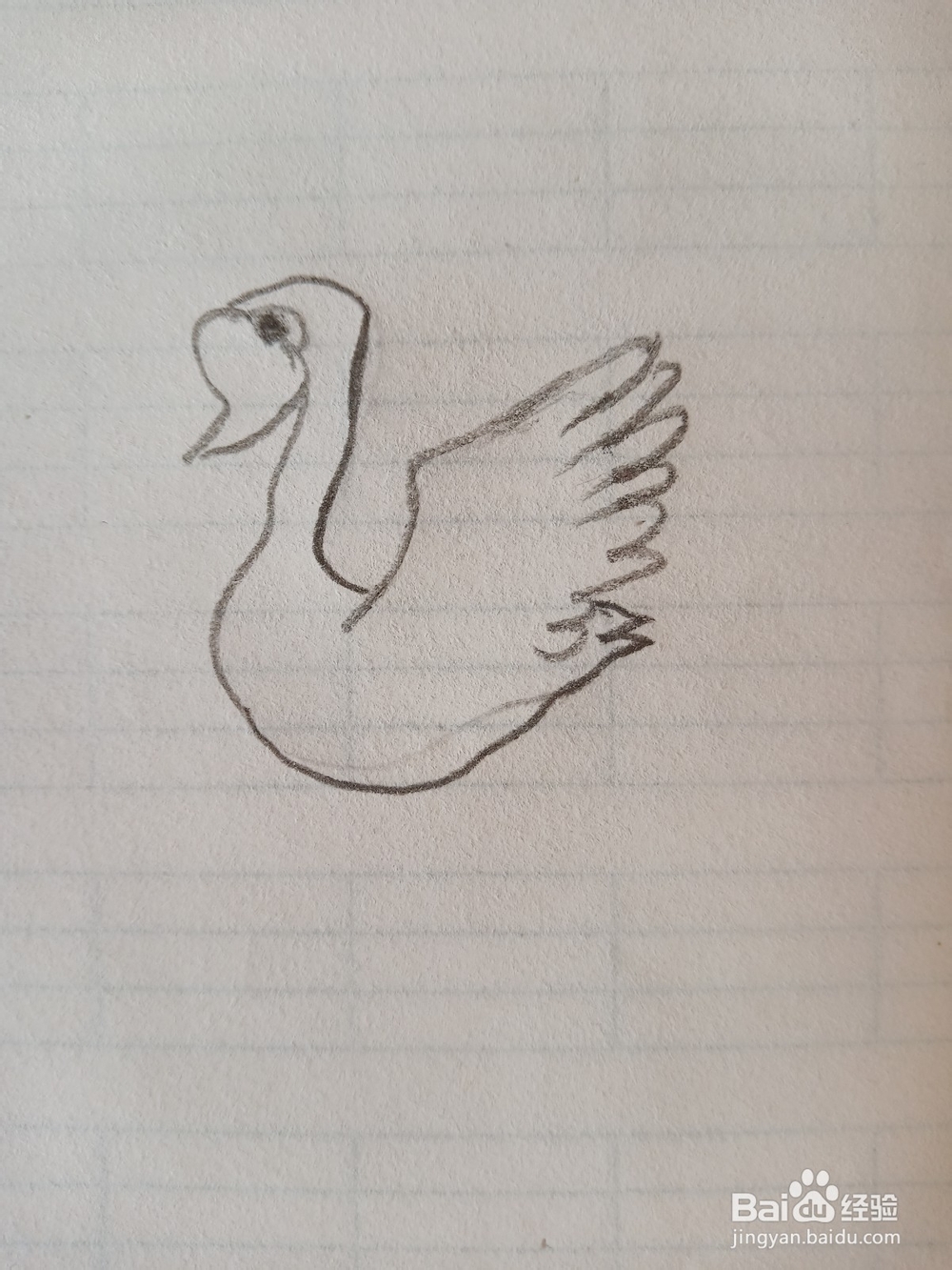 天鹅的简笔画