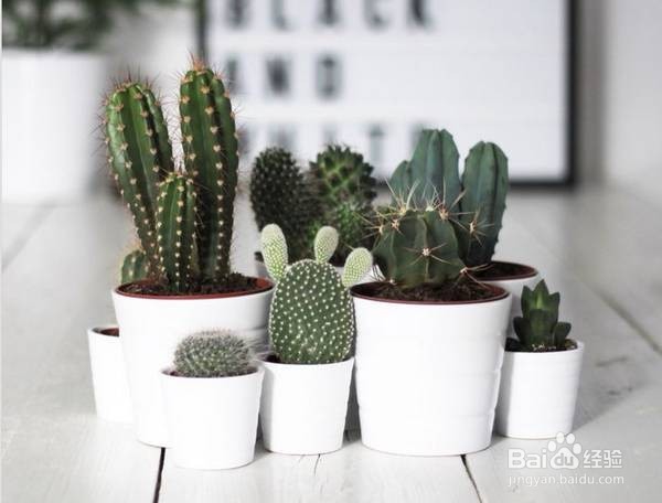 如何用花艺设计一屋内空间？