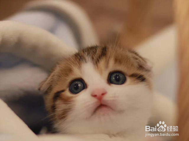 猫有哪些口眼耳的常见疾病