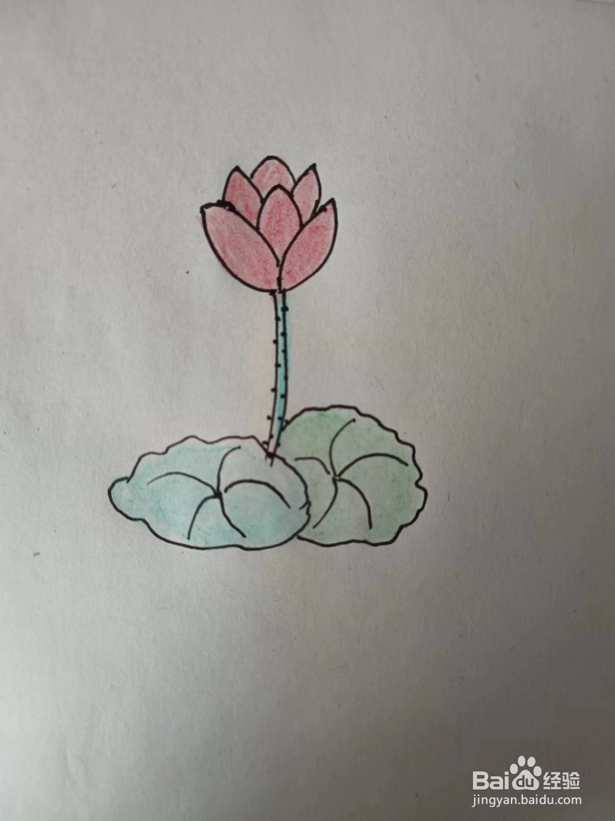 画荷花的简笔画