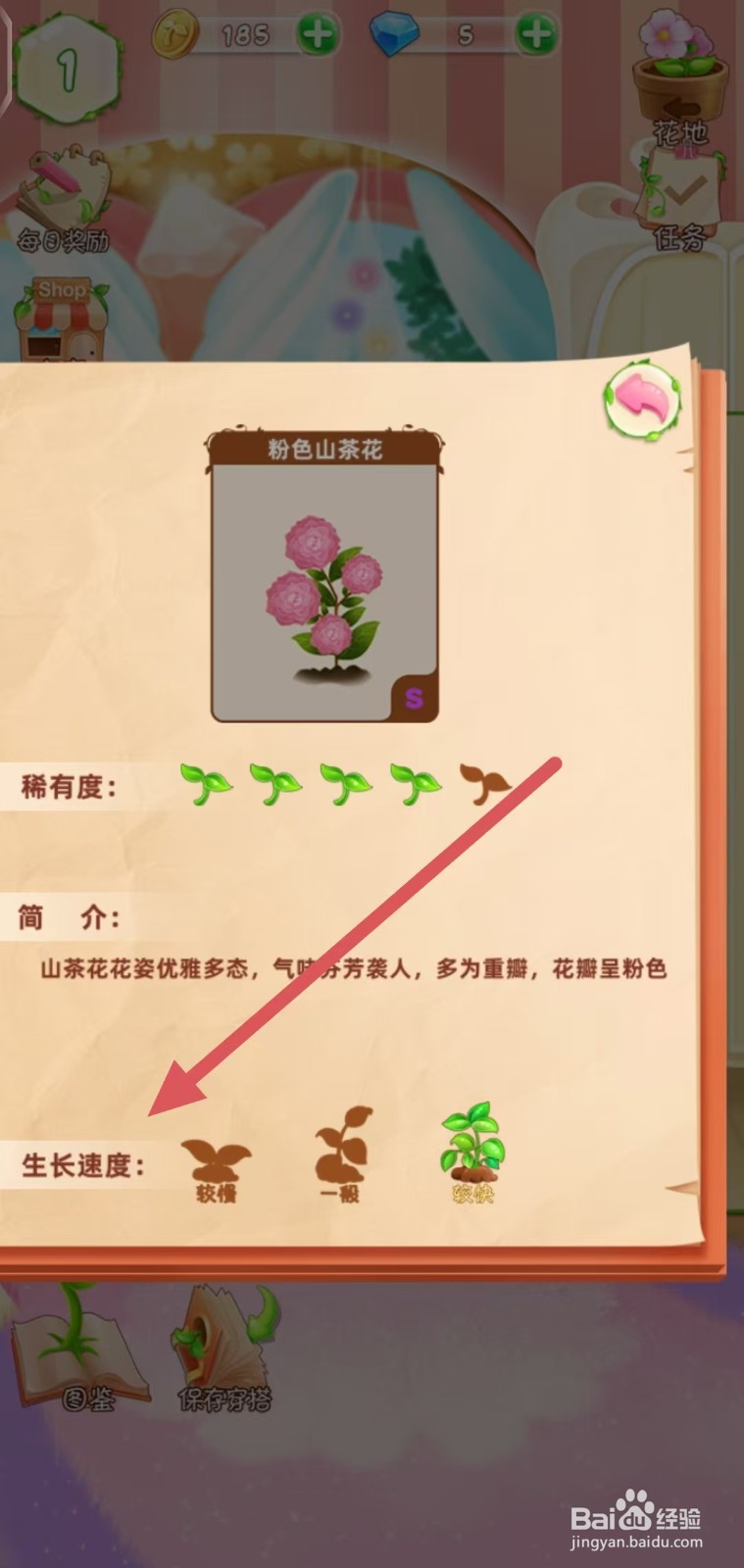 花花姑娘怎么查看粉色山茶花的生长速度