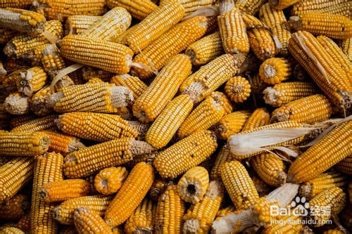 玉米的健身功效