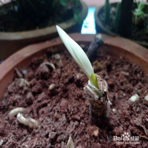 如何养好彼岸花