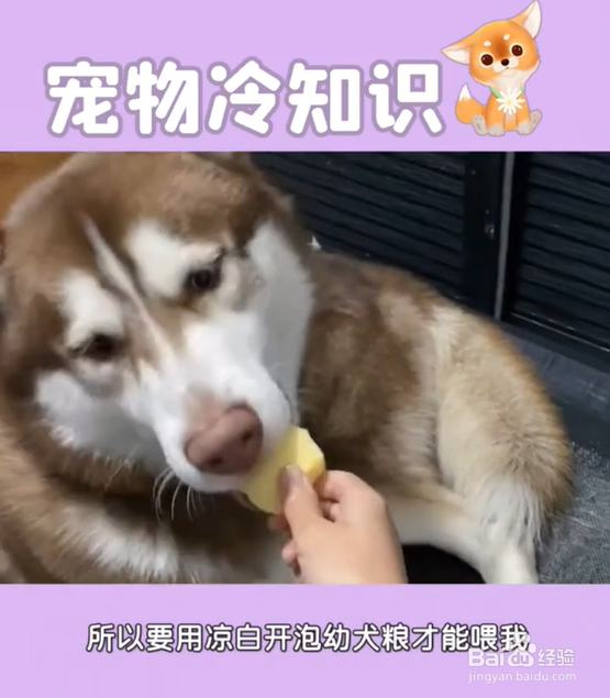 养哈士奇的注意事项