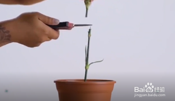 怎么在家种植南瓜、玫瑰和石榴
