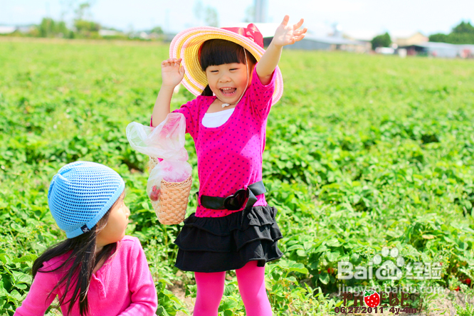 温哥华田园风情草莓采摘(组图)