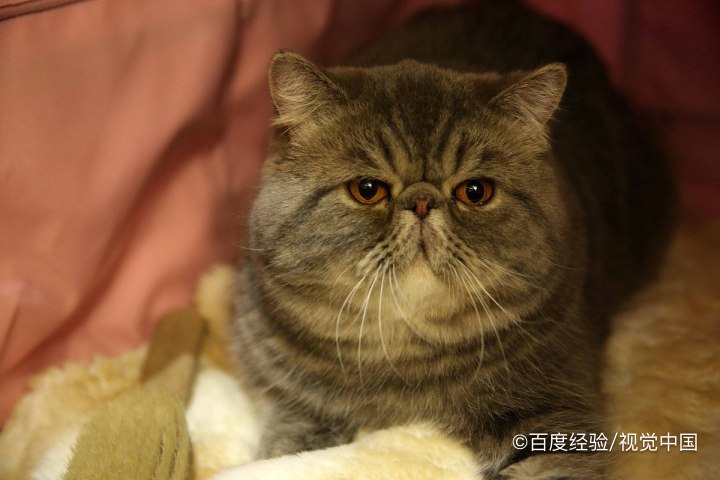 给猫咪灌水有哪些副作用