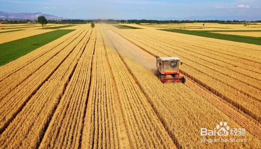 小麦的麦芒有什么作用