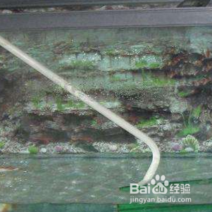 鱼池怎么样把鱼便吸出来?