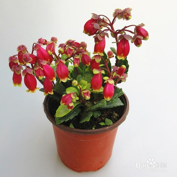 宫灯长寿花怎么养