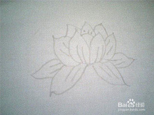 简笔画荷花的画法：