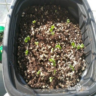 金鱼草秋季怎样栽培 百度经验