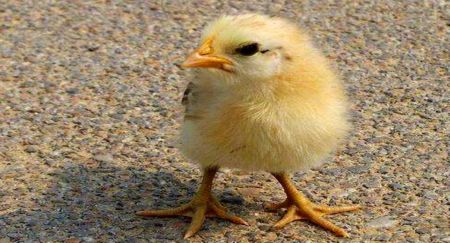 困扰人类数千年的问题，到底是先有鸡还是先有蛋？