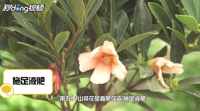 怎样养殖山茶花