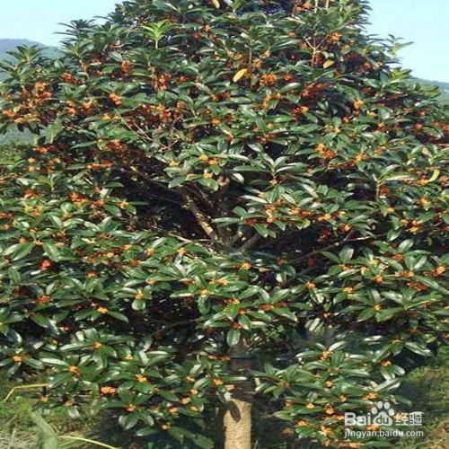 红果冬青怎么养殖？