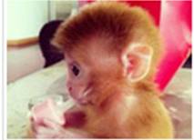 怎样从网页上截图