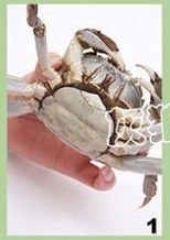 清蒸大闸蟹如何做