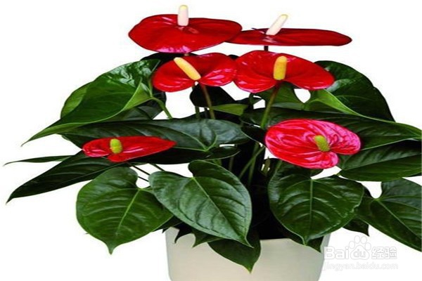红掌怎么养和注意事项