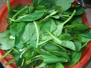 怎么炒小青菜？