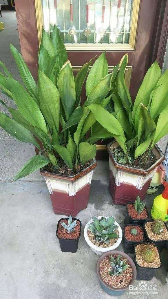 3种花，卧室客厅养1盆，甲醛少了，睡觉也香了！