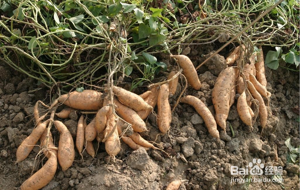 红薯——你怎嘛能忽视它