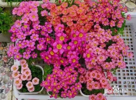 3种花专挑秋天开，随便养1盆，连爆3个月