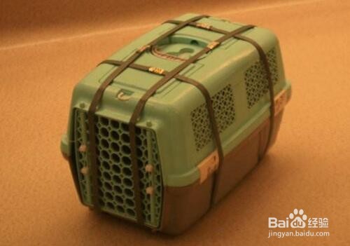 宠物猫如何托运