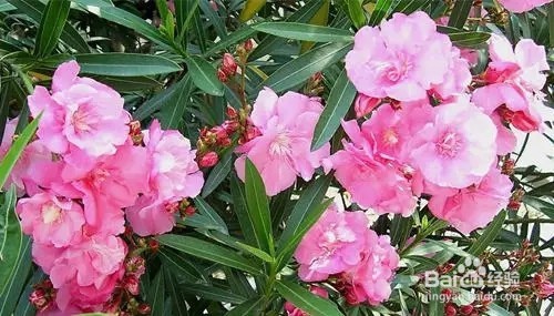 严禁入室的花,看完吓一跳。你家里有么