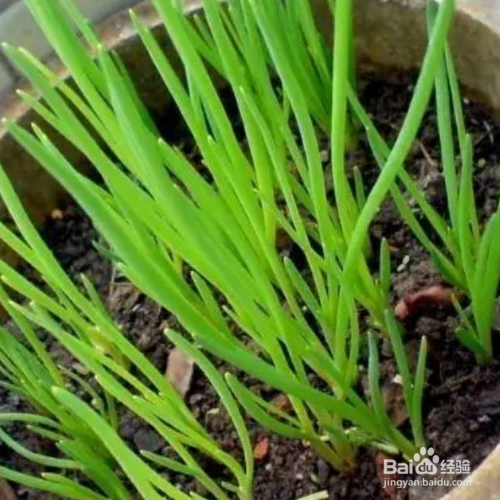 小葱的培育方法和注意事项