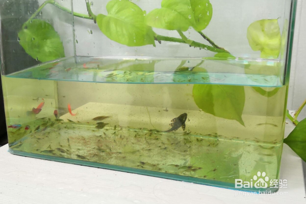 新手养鱼怎么给鱼换水？