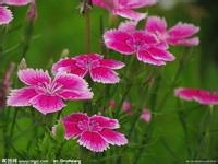 适合办公室的健康植物