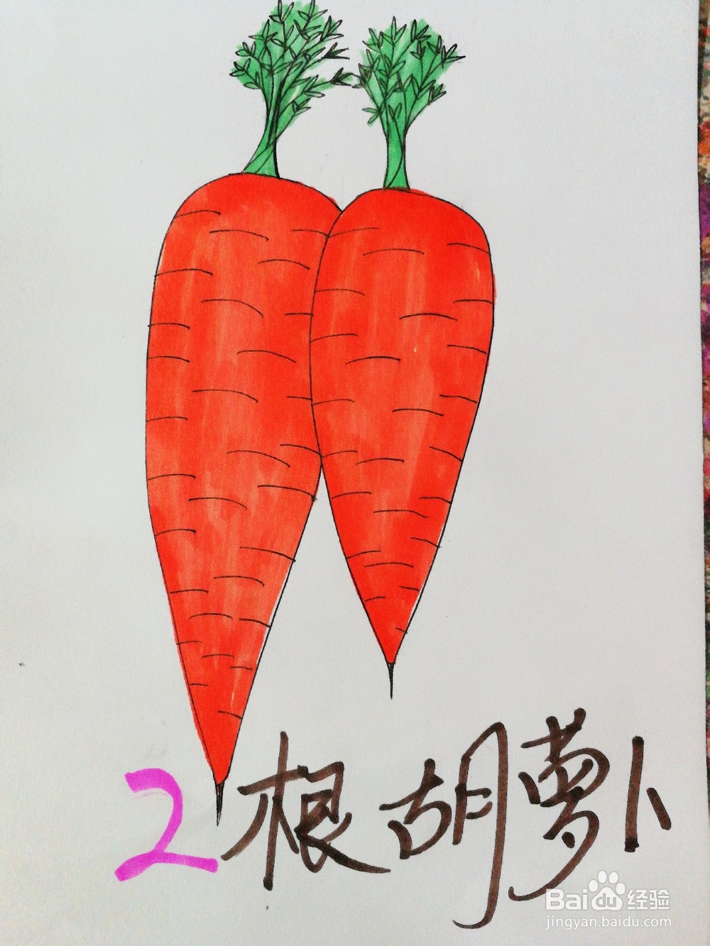 手绘两根胡萝卜卡通绘本插图