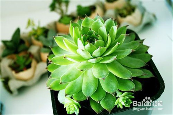 观音莲的养殖方法和注意事项都有哪些？