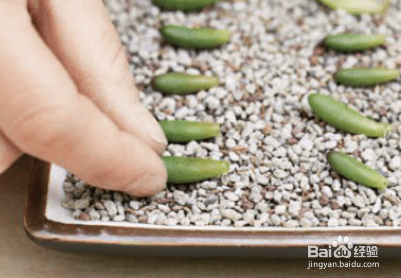 如何给多肉进行叶插繁殖？