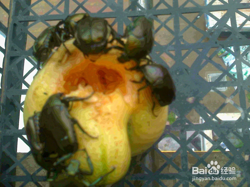 #智能# 老年人用相机捕捉甲克虫吃香瓜的画面