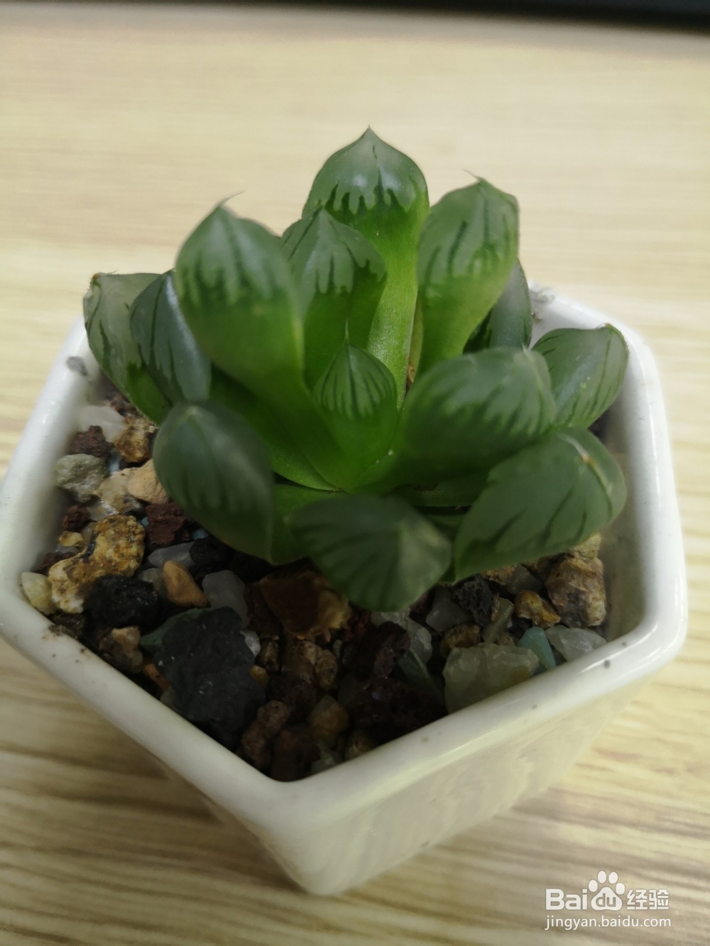 怎么种植多肉雨露？