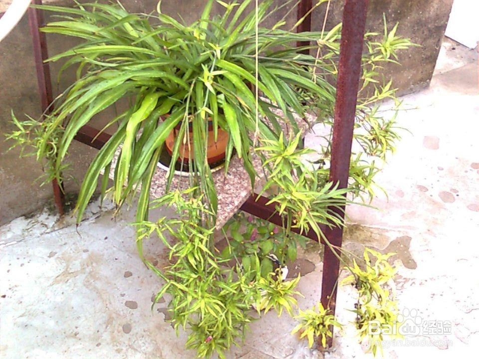 茶水真的可以去除甲醛吗?