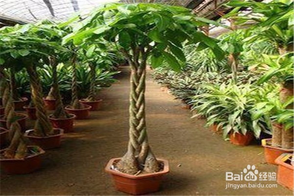 招财树的养殖方法和注意事项都有哪些？